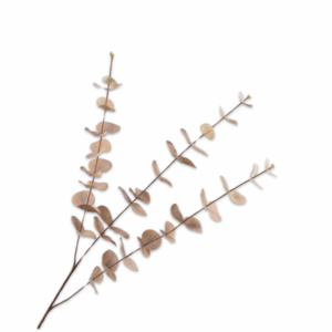 Eucalyptus tak creme 99cm